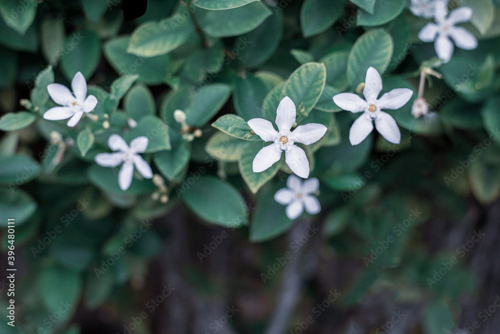 Blossom Wrightia antidysenterica flower in garden .Decorate pictures with cool colors. Blossom Wrightia antidysenterica flower in garden .Decorate pictures with cool colors.