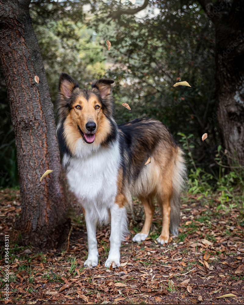 happy purebred collie dog standing outdoor in a park in autumn