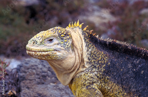 galapagos land iguana, conolophus photo