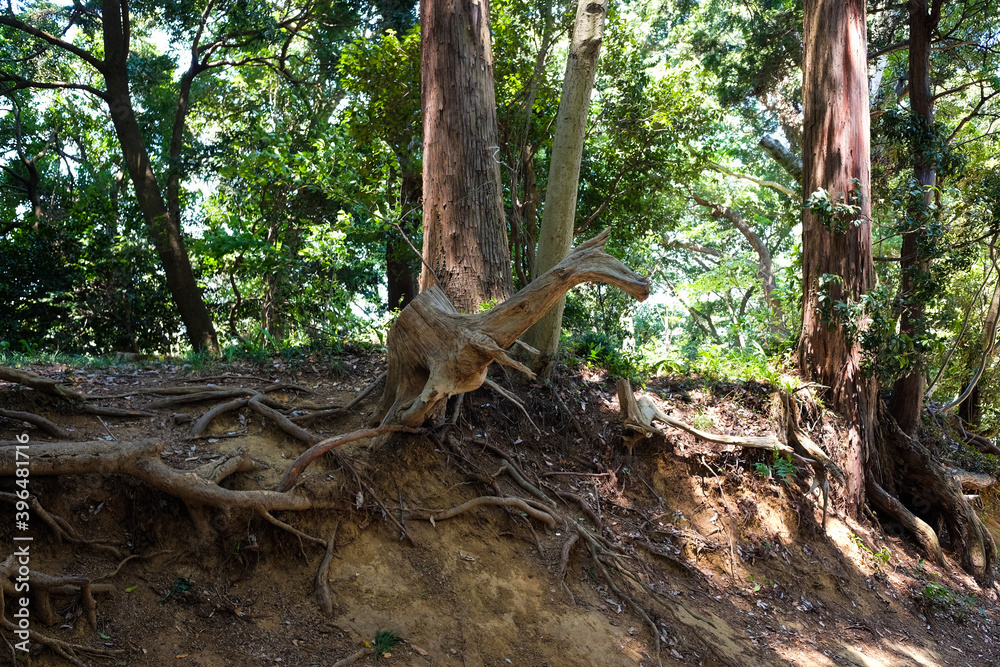 Obraz premium japan landscapes