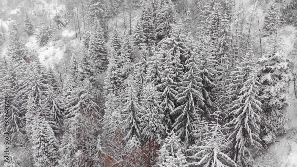 Forest in the mountains after heavy snowfall. The trees are covered with snow. Mystical winter atmosphere on a cloudy day Forest in the mountains after heavy snowfall. The trees are covered with snow. Mystical winter atmosphere on a cloudy day