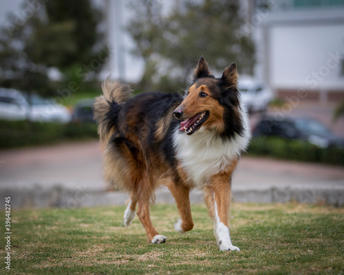 happy rough collie purebred dog walking in nature