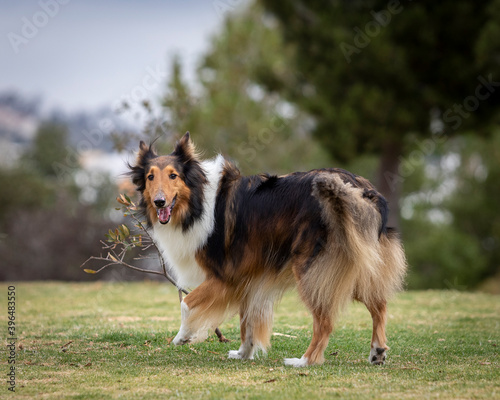 happy purebred collie dog standing outdoor in a park in autumn