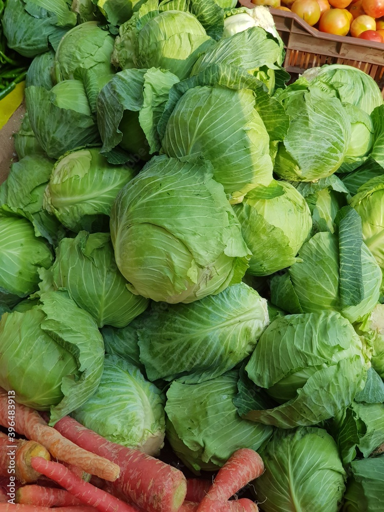 Fototapeta premium cabbage in the garden
