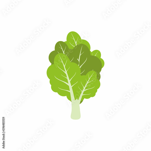 Bright green lettuce leaves...