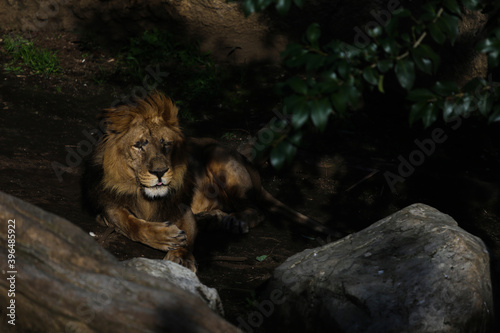 lion © 佐藤 一輝