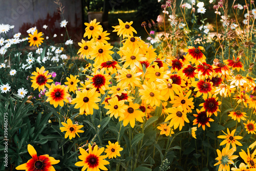 Bild auf Leinwand Orange and yellow rudbeckia flowers on a plant in the garden