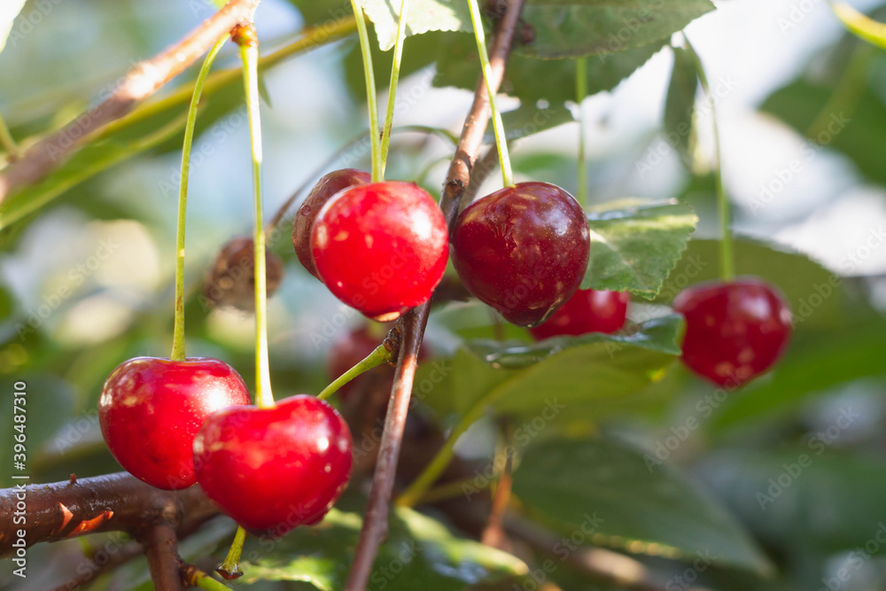 Red berry of a ripe cherry on a tree close-up. Ripe juicy cherry, macro photo. Cherry ripe in the summer on the Bush. A lot of cherry berries hanging on a branch. Red berry of a ripe cherry on a tree close-up. Ripe juicy cherry, macro photo. Cherry ripe in the summer on the Bush. A lot of cherry berries hanging on a branch.