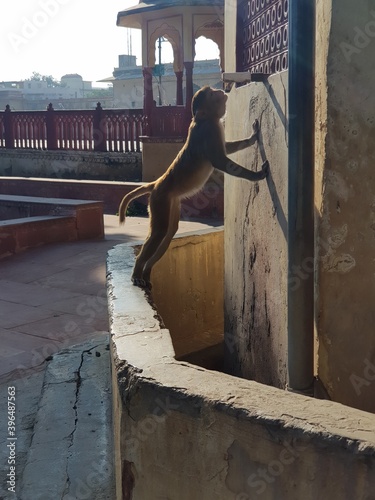 Indian Monkey playing in temples (monkey enjoying thier life in temples)