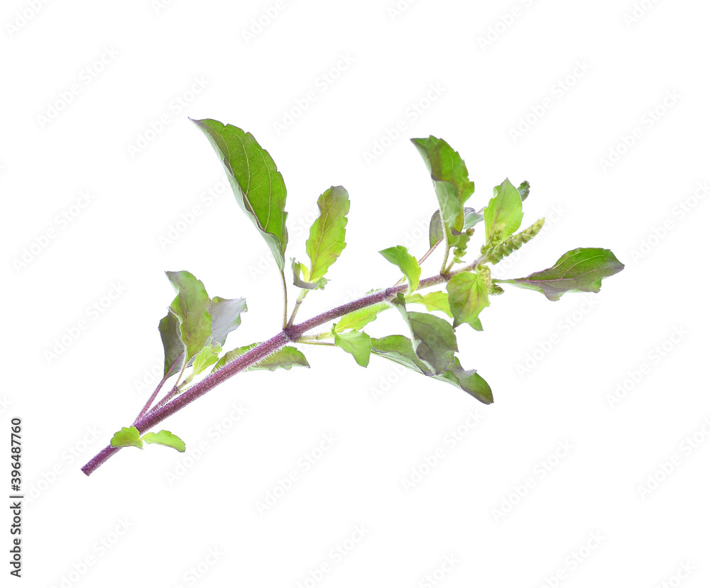 Holy Basil,Ocimum sanctum isolate on white