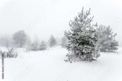 Winter foggy landscape with pine trees in the snow, covered with rime. Winter wonderland.