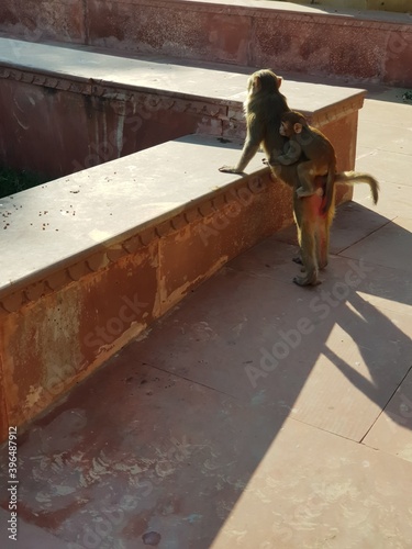 Indian Monkey playing in temples (monkey enjoying thier life in temples)