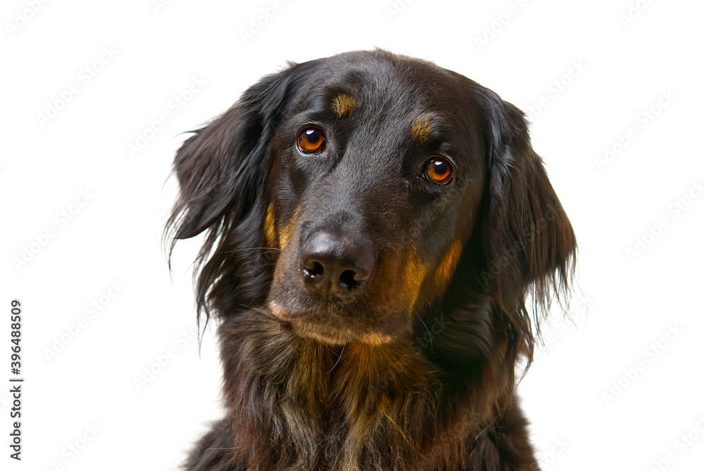 Hovawart dog portrait. Close-up shoot of a black Hovawart dog, isolated Hovawart dog portrait. Close-up shoot of a black Hovawart dog, isolated