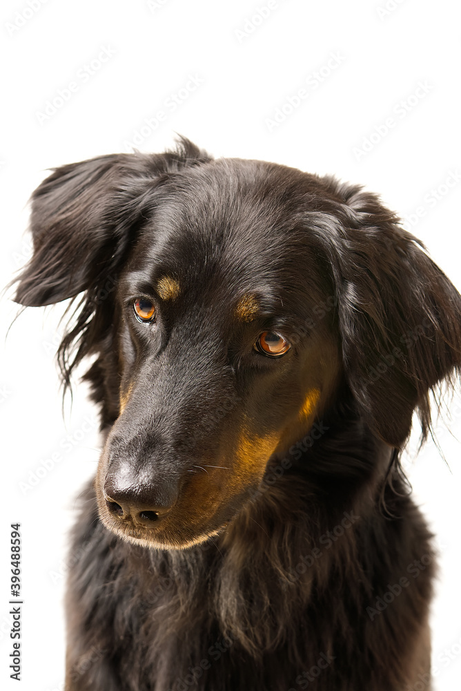 Hovawart dog portrait. Close-up shoot of a black Hovawart dog, isolated