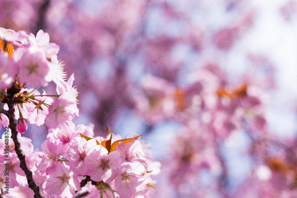 Fototapeta premium flowe from japan