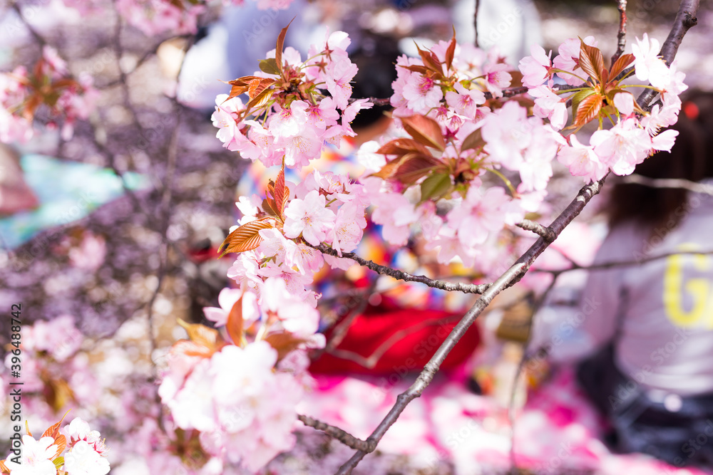 Obraz premium flowe from japan