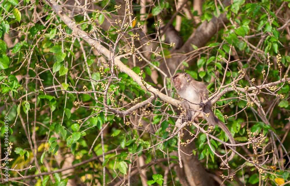 Obraz premium monkey on a tree