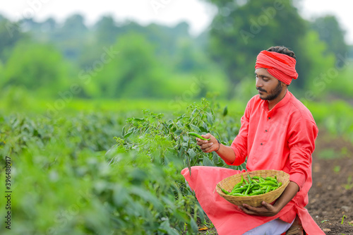 Young indian farmer collecting green chilly in wooden bowl at green chilly field