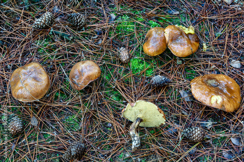Suillus granulatus. Granulated boletus between pine cones and needles in pine forest. photo