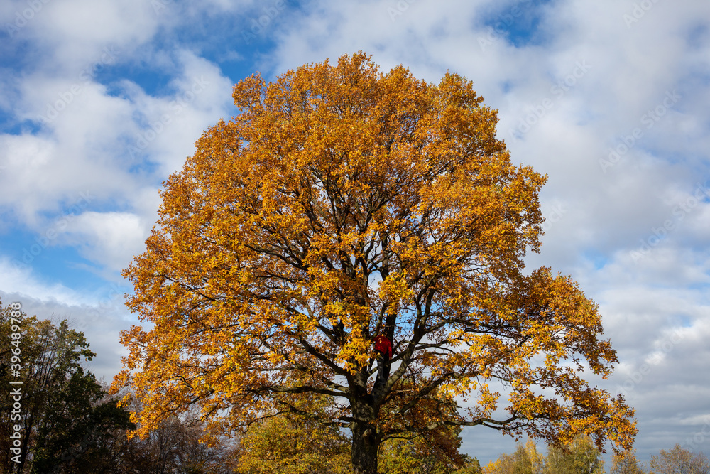 Oak tree with golden autumn foliage in sunny day. Colorful autumn landscape. Oak tree with golden autumn foliage in sunny day. Colorful autumn landscape.