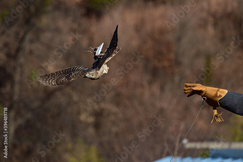 Goshawk for Korean  human heritage hawk hunting. photo