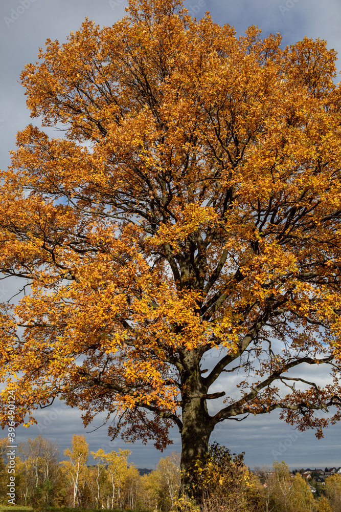 Oak tree with golden autumn foliage in sunny day. Colorful autumn landscape. Oak tree with golden autumn foliage in sunny day. Colorful autumn landscape.