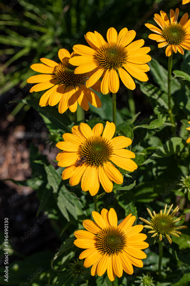 Flowers of Echinacea - an herb stimulating the immune system Flowers of Echinacea - an herb stimulating the immune system