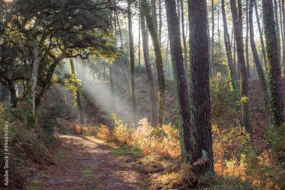 beautiful rays of the sun passing through the forest