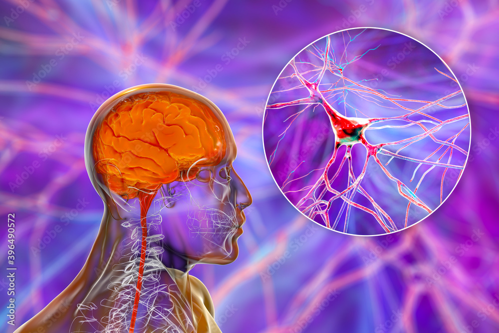 Human brain with closeup view of brain cells, neurons Stock ...