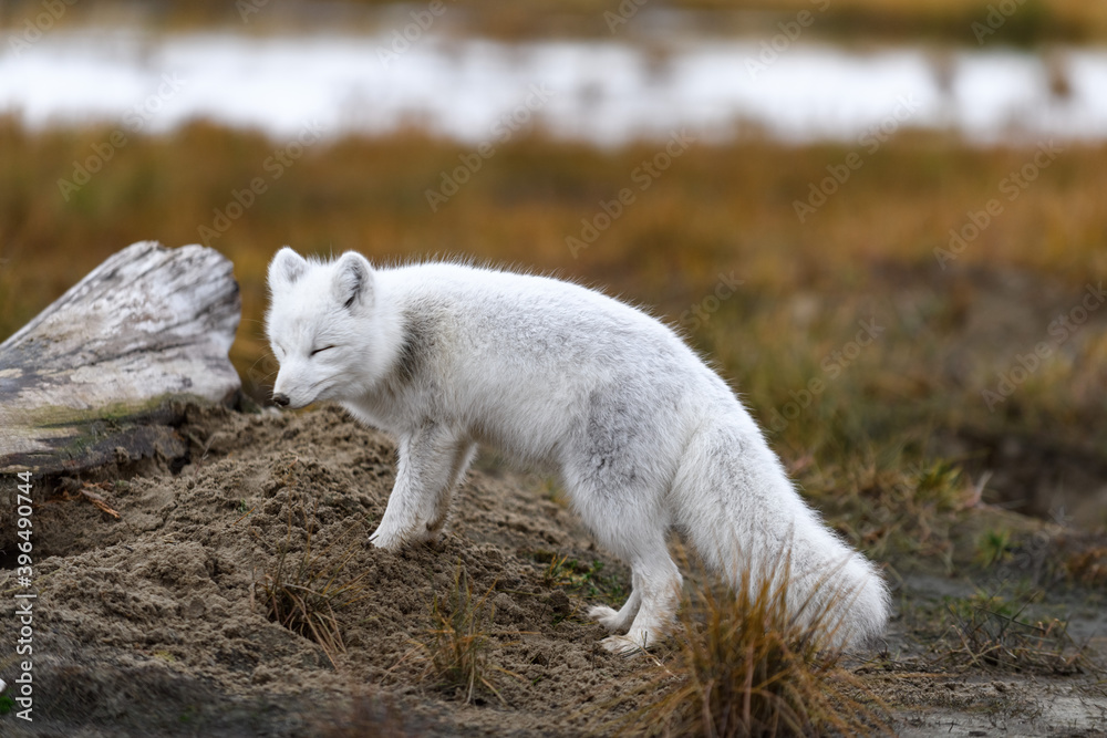 Arctic fox (Vulpes Lagopus) in wilde tundra. Arctic fox on the beach. Arctic fox (Vulpes Lagopus) in wilde tundra. Arctic fox on the beach.