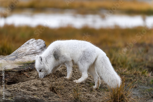 Arctic fox (Vulpes Lagopus) in wilde tundra. Arctic fox on the beach. photo