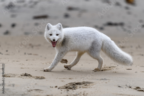 Arctic fox (Vulpes Lagopus) in wilde tundra. Arctic fox with open mouth. photo