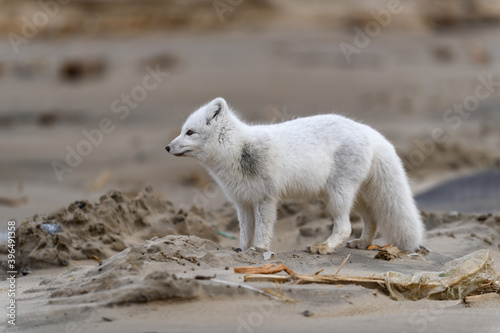 Arctic fox  Vulpes Lagopus  in wilde tundra. Arctic fox on the beach.