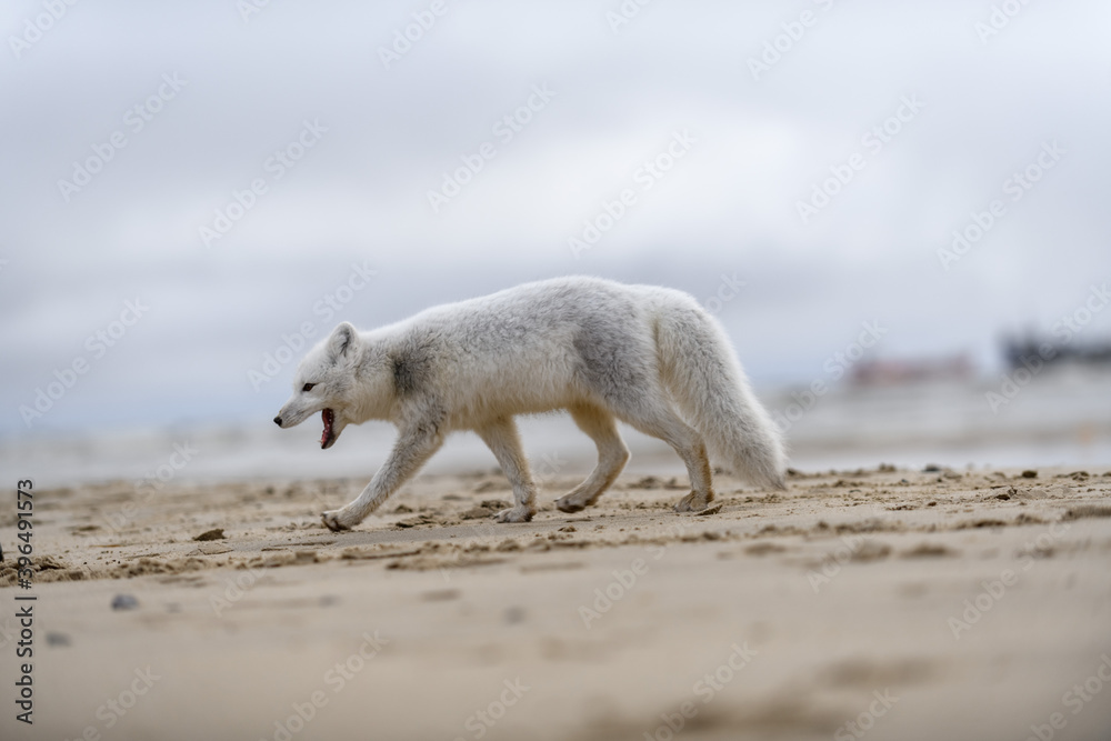 Arctic fox (Vulpes Lagopus) in wilde tundra. Arctic fox on the beach. Arctic fox (Vulpes Lagopus) in wilde tundra. Arctic fox on the beach.