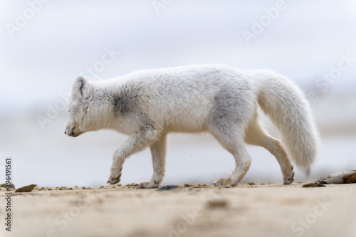 Arctic fox (Vulpes Lagopus) in wilde tundra. Arctic fox on the beach.