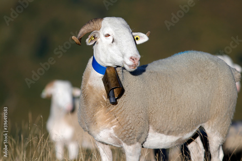 Brebis, mouton avec cloche en pature photo