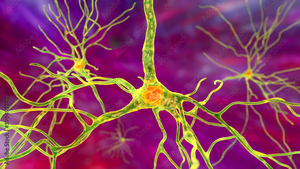 Neurons, brain cells, located in the frontal lobe of the human brain ...