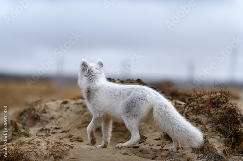 Arctic fox  Vulpes Lagopus  in wilde tundra. Arctic fox on the beach.