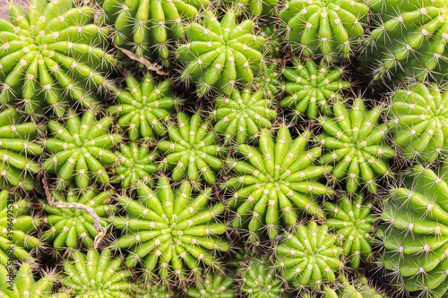 Green cactus in garden