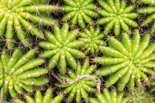Green cactus in garden