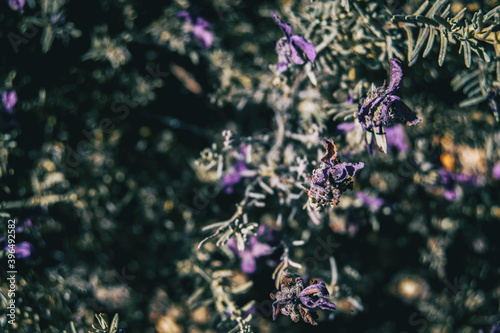Photos Close-up of some dried purple flowers of lavandula