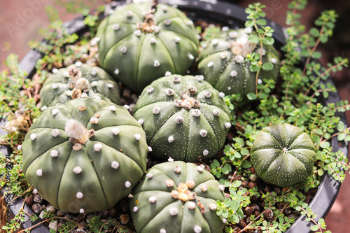 Green cactus in garden