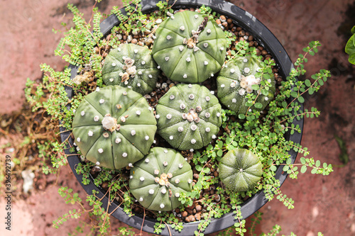 Green cactus in garden