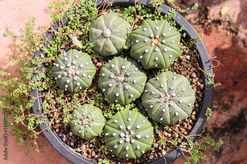 Green cactus in garden
