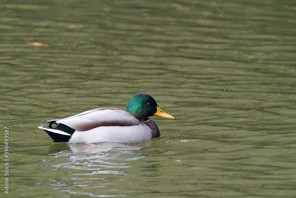 mallard in the pond mallard in the pond