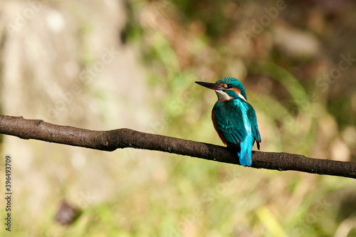 common kingfisher on the perch