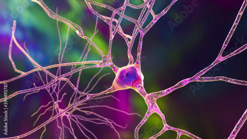 Neurons, brain cells, located in the temporal lobe of the human brain