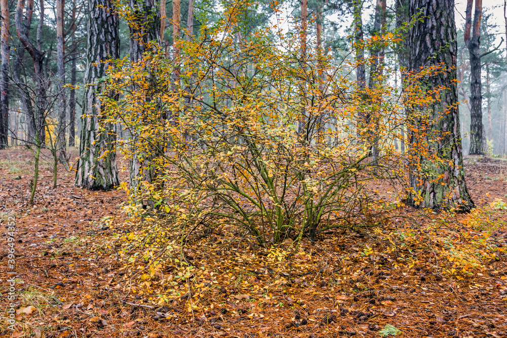 A beautiful rose bush in foggy deciduous and pine autumn forest. Foggy morning in the autumn mystic pine forest A beautiful rose bush in foggy deciduous and pine autumn forest. Foggy morning in the autumn mystic pine forest