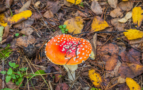 Red fly agaric in autumn forest. Red mushroom / toadstool in the forest