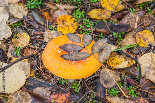 Red-orange fly agaric and a rowan leaf on it in autumn forest. Red-orange mushroom / toadstool in the forest